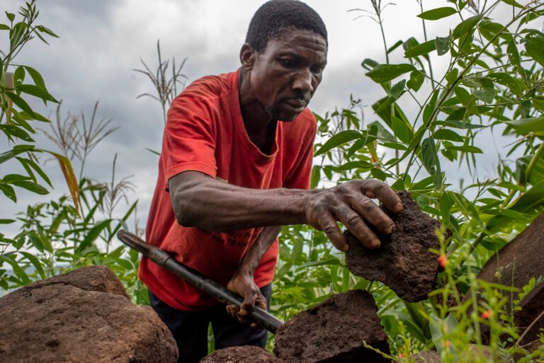 A man moves rocks on a farm plot.