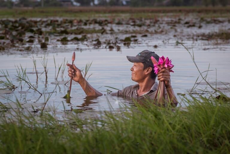 A man who is shoulder-deep in a pond pulls water lily buds from the underwater plants.