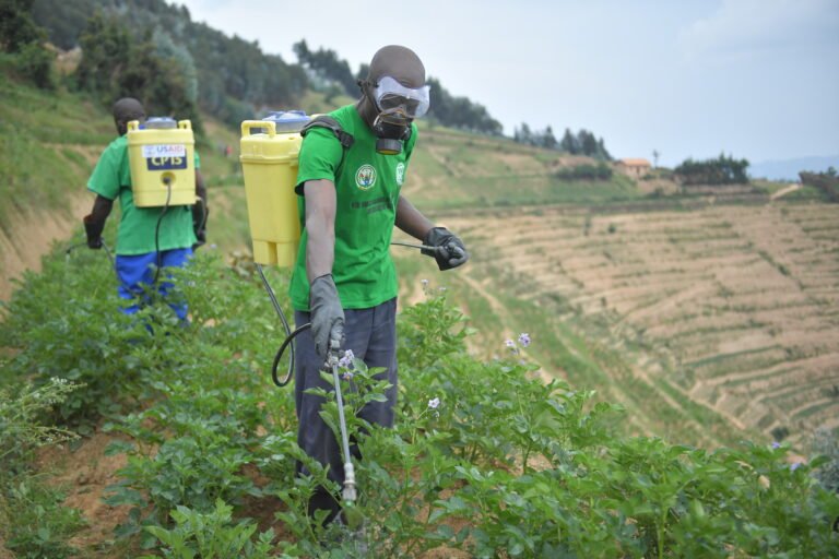Two men wearing masks spray pesticide on to terraced crops of potato plants.