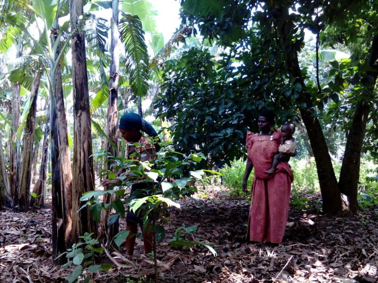 A man cuts a tree as a woman with a young child in her arms stands back, watching.