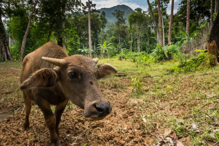 Newly cleared forest land and cow in Palawan Philippines