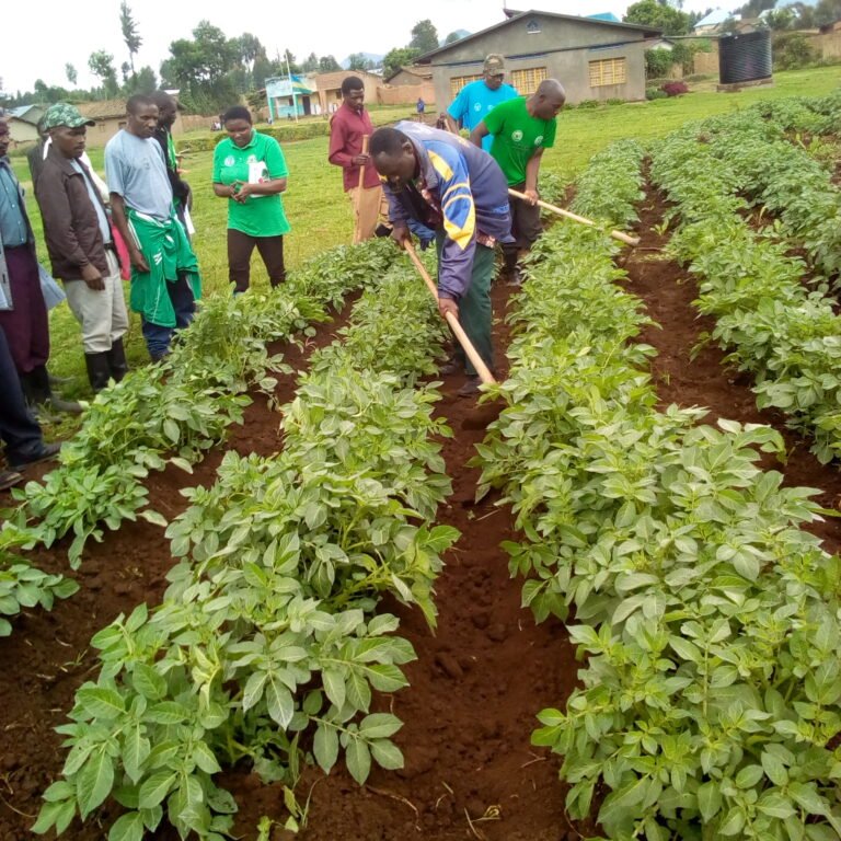 A group of people watch as two men hoe a field.