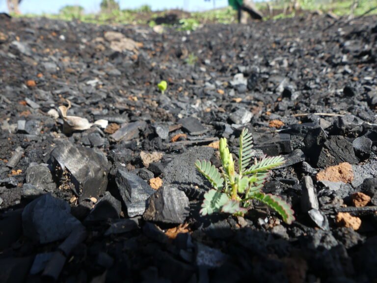Small green seedling on a background of black charcoal chunks.