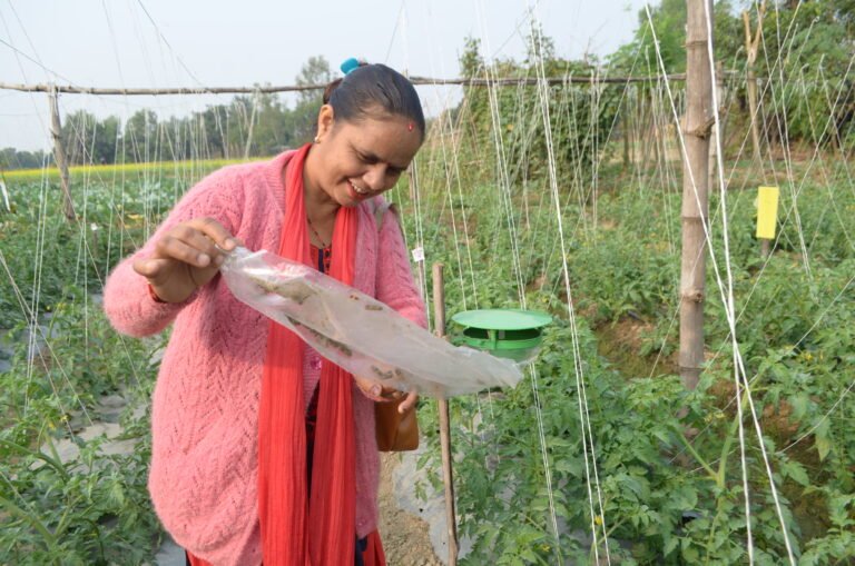 A woman looks into an insect trap in front of a backdrop of carefully planted tomatoes.