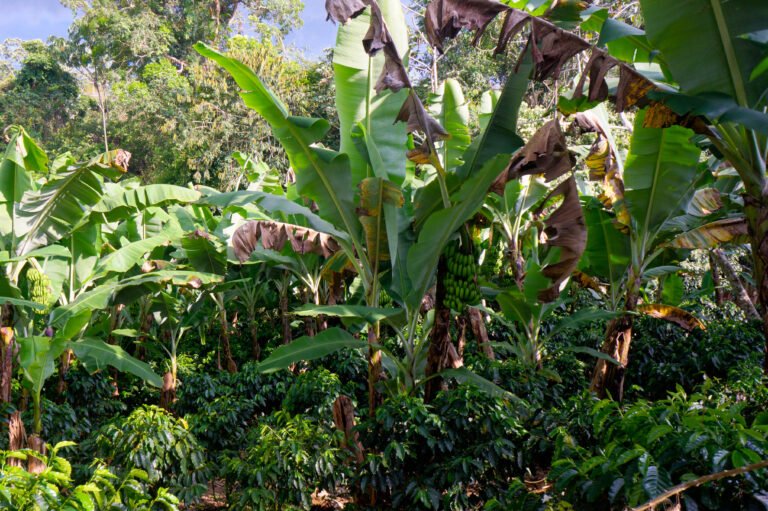 Costa Rica Agroforestry