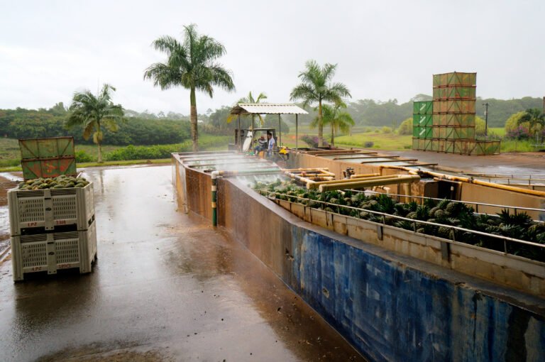 Workers spraying down fresh pineapples as they enter a processing facility.