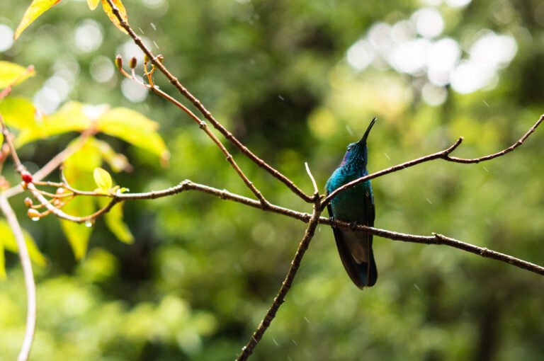 Hummingbird on a stem, Costa Rica