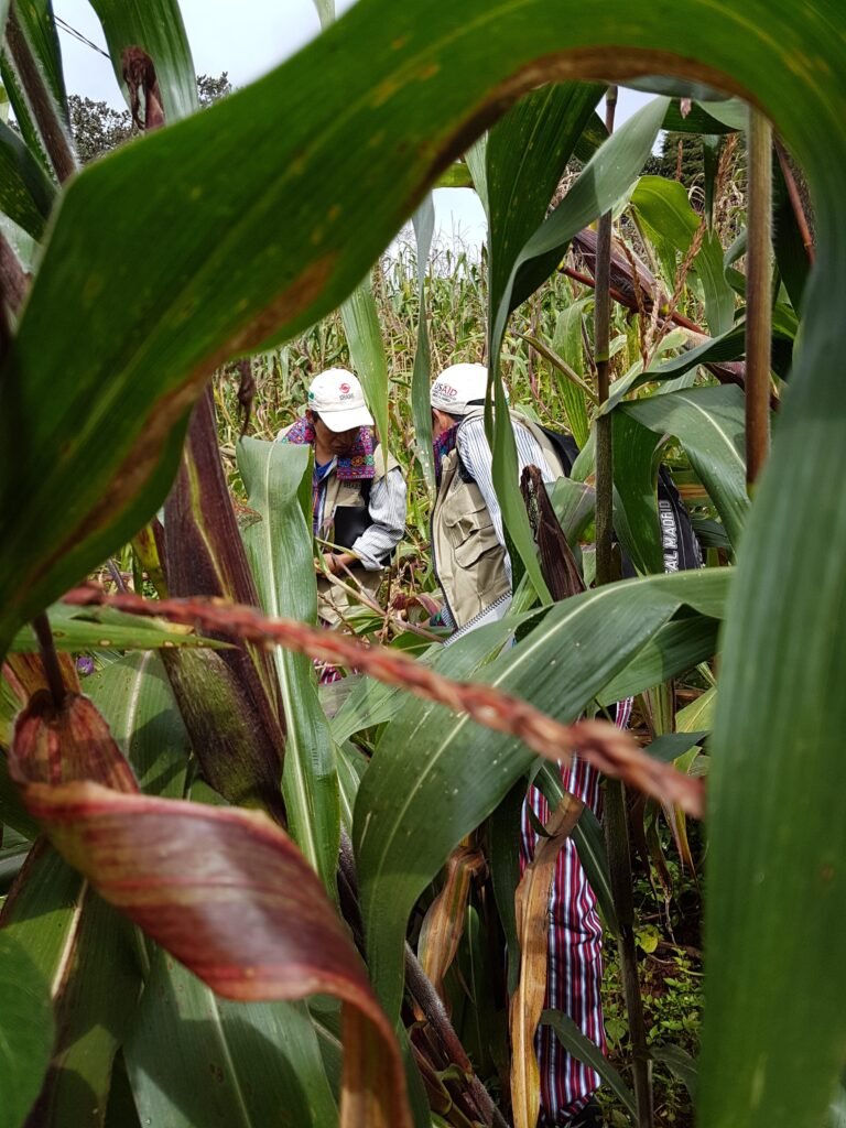 Two workers tend to a corn crop. In the foreground, corn leaves are visible, obscuring the borders of the image.