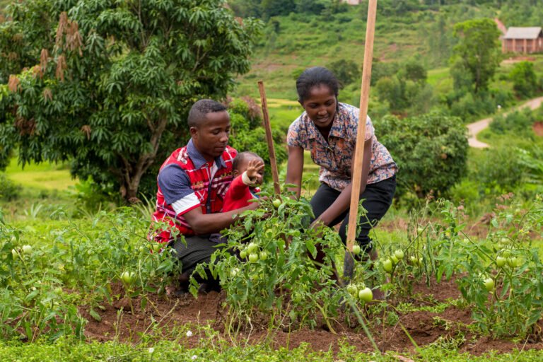 A man and woman kneel and tend to a tomato plant.