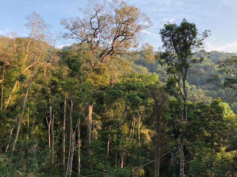 Natural forest in Tay Giang, Vietnam