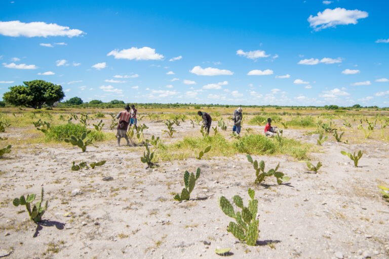 A group of people plant cactus in a large, arid field.