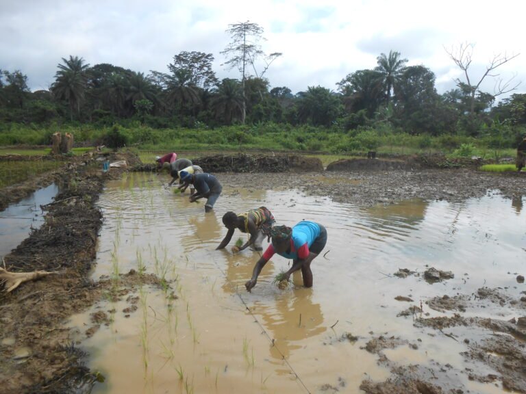 Five women and one man cultivating rice.