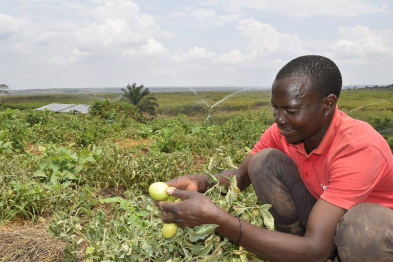 A man holds two green tomatoes while kneeling in a field. In the background irrigators spray another field and a small solar PV installation can be seen.