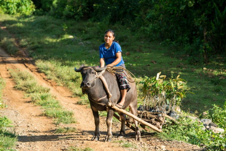 Agroforestry for Economic Opportunities in Palawan - USAID