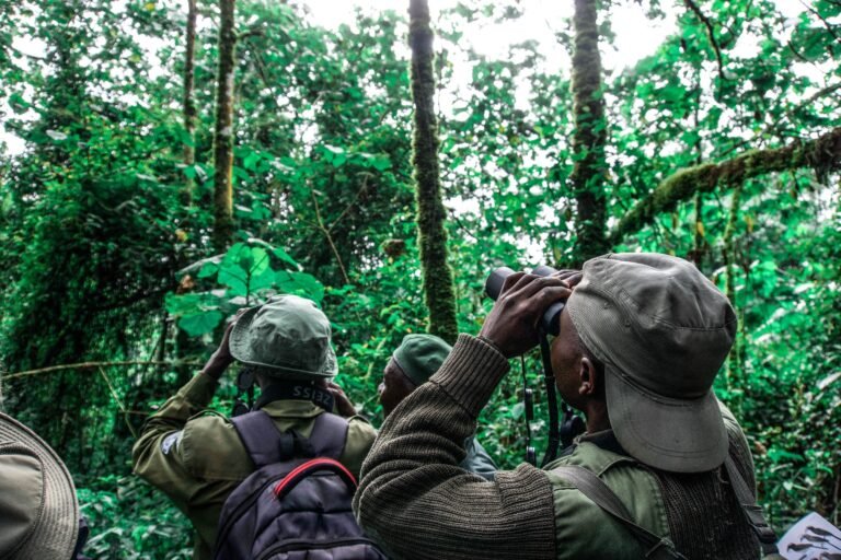 A group of men use binoculars to look into the forest canopy.