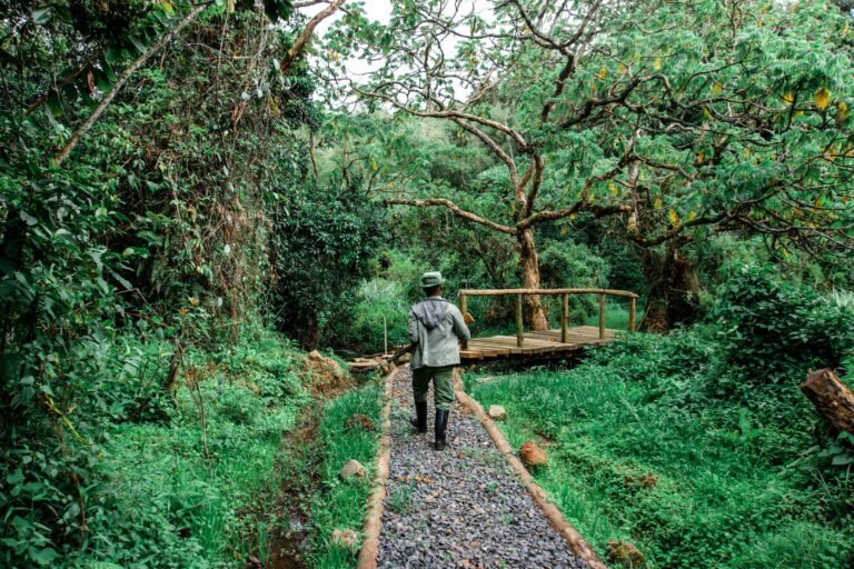 A man walks down a gravel path in a very green forested area.