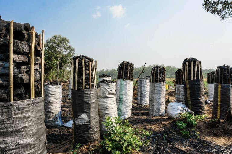 Cylindrical stacks of charcoal stand in a field.