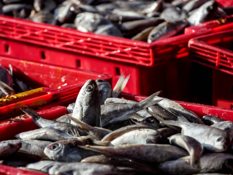Fish in Nha Trang