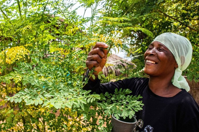 Moringa trees are promoted for its wide range of benefits