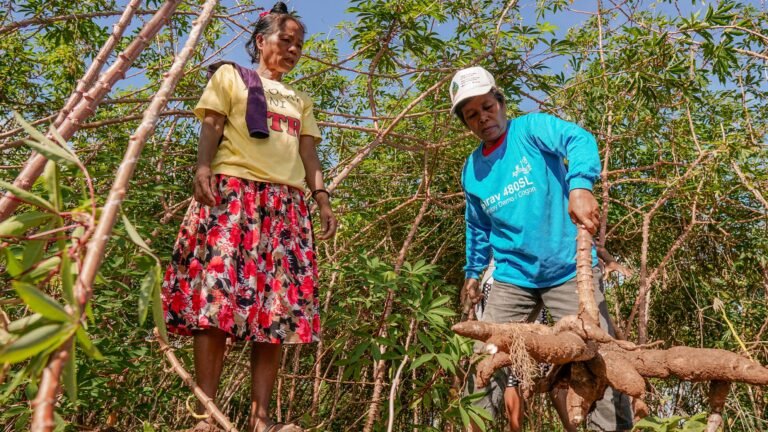 Philippine women farmers harvesting cassava