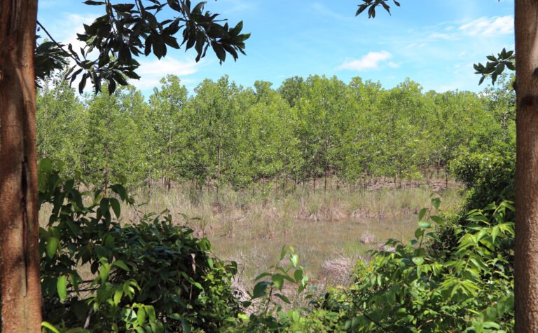 Image of a forest with trees and a meadow.