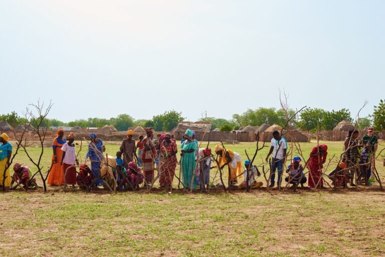 A large group of people stand in a field and build a fence using young trees.