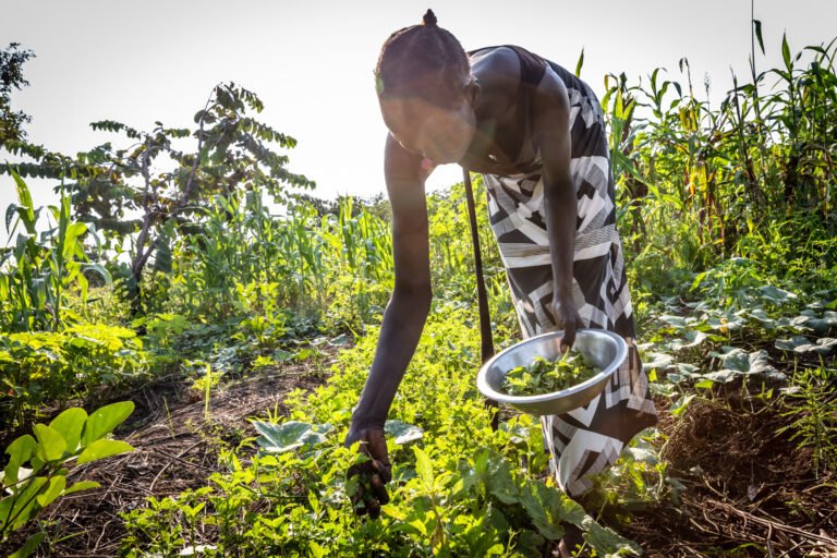 A female farmer leans over a crop of low plants to harvest some and place them in a metal bowl.