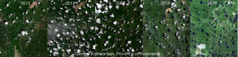 Time series from 2015-2019 showing deforestation and reforestation in Central Kalamantan, Indonesia on the island of Borneo.