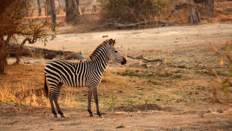 Zebra in Luangwa