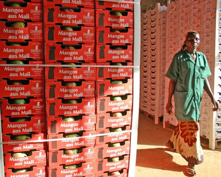 AOM Mango Processing Plant - Mali/ Value Chains
