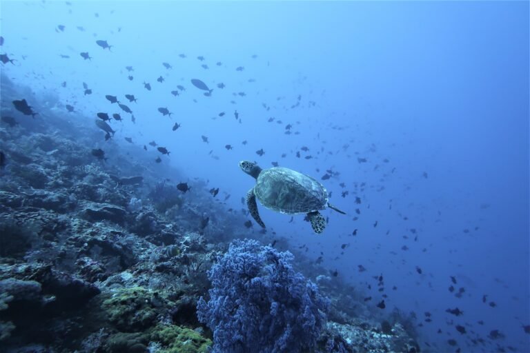 Turtles in North Maluku